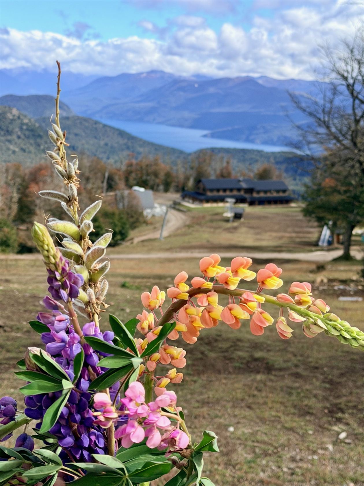 Flores de verano y el lago, en el barrio sin nieve