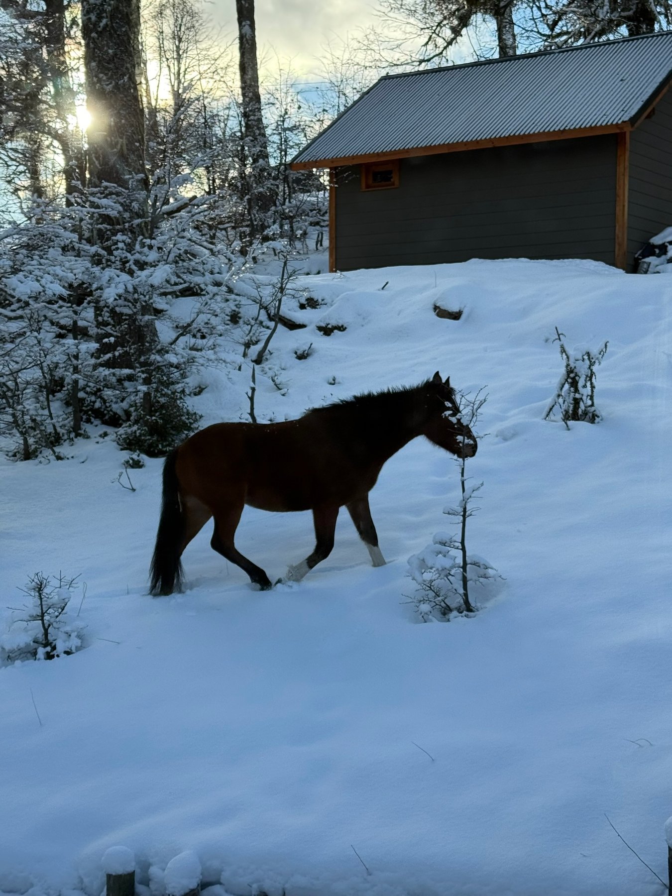 Un caballo del barrio paseando junto a la cabaña tras la nevada