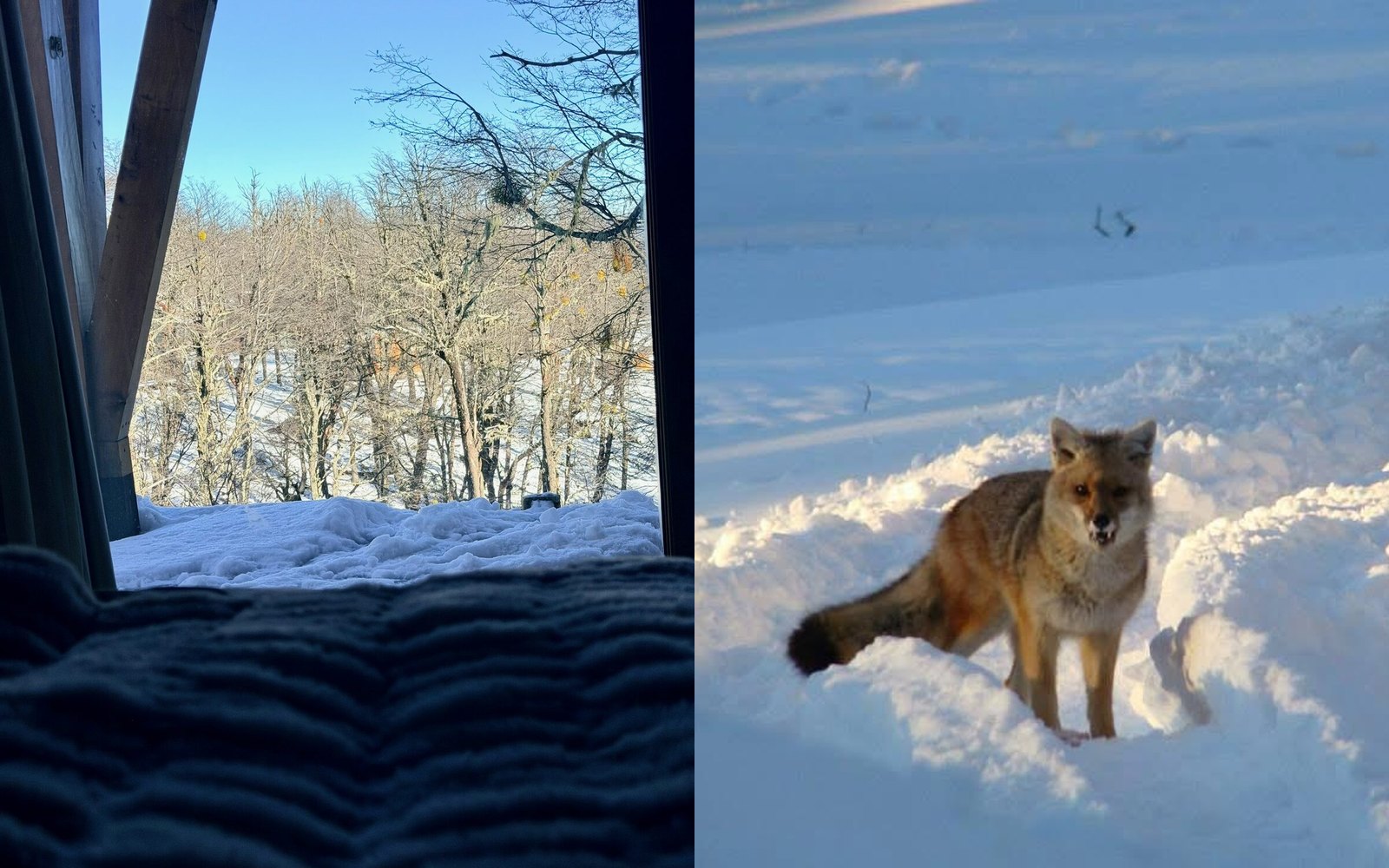 Vista al bosque nevado desde la cama y un zorrito de visita en la nieve