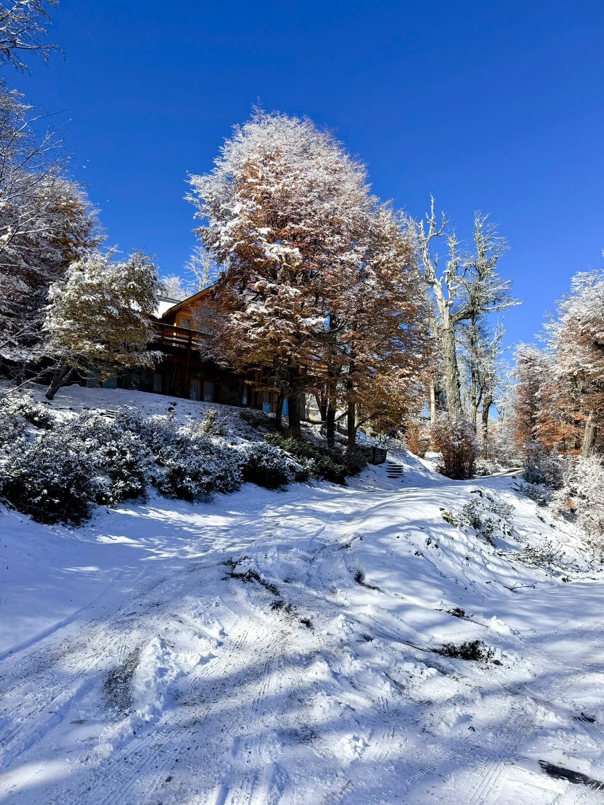 El acceso a la casa con nieve fresca y el bosque otoñal