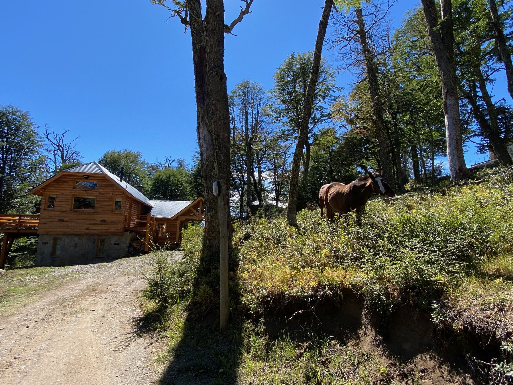 La cabaña en verano, con un caballo pastando en el bosque