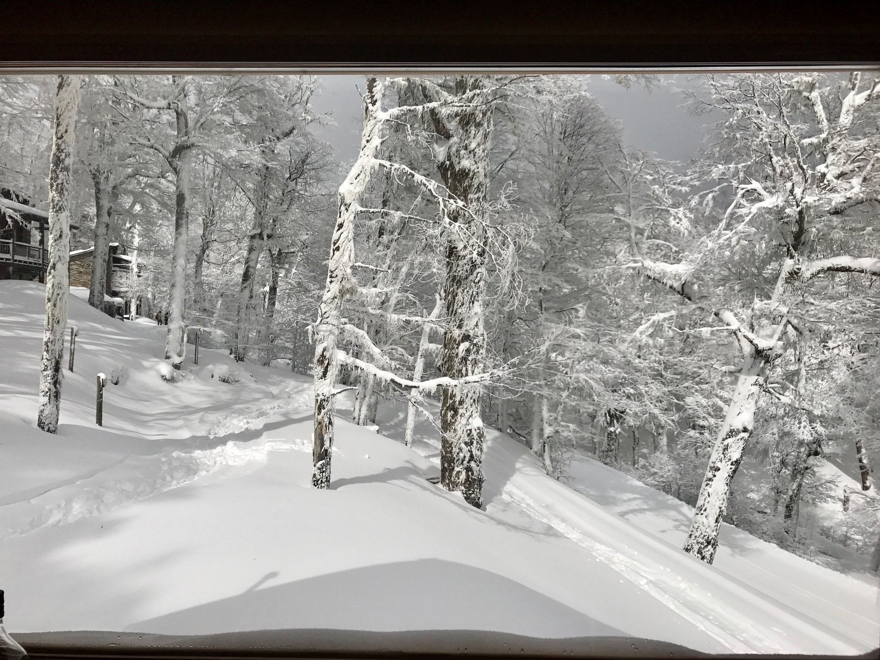 El bosque nevado, recién pintado por la tormenta