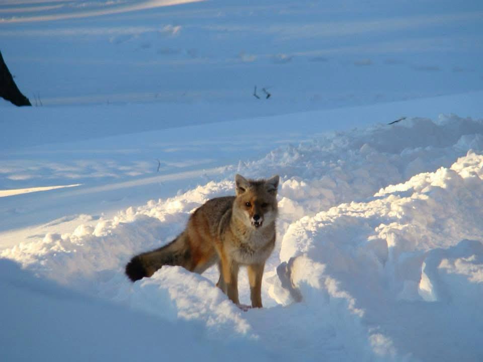 Un zorrito de visita en la nieve